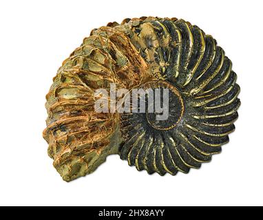 Ammonite, pyritised (Hoplites dentatus, Cephalopoda. Lower Gault Clay. Middle Albian, Lower Cretaceous). From France. Stock Photo