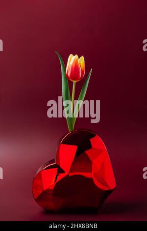 One red and yellow tulip in a heart shaped vase. Red polygonal heart shaped vase on dark red burgundy background. Valentine's day, spring, woman's day Stock Photo