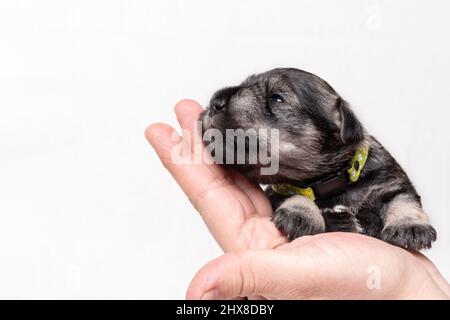 A small newborn puppy of a miniature schnauzer sleeps in the arms of a man on a white background, close-up. Little blind sleeping puppy is resting aft Stock Photo