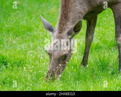 Moose or Elk (Alces alces).  Enclosure in the National Park Bavarian Forest, Europe, Germany, Bavaria Stock Photo