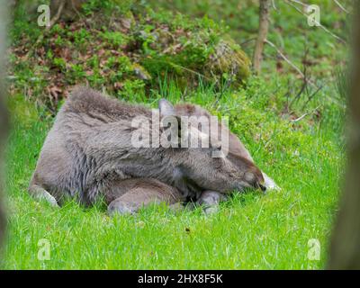 Moose or Elk (Alces alces).  Enclosure in the National Park Bavarian Forest, Europe, Germany, Bavaria Stock Photo