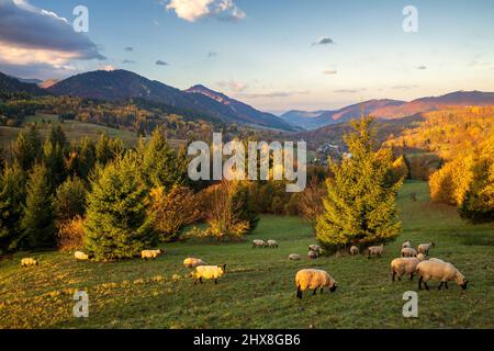 A herd of grazing sheep on a meadow in the foreground of a mountain landscape in the autumn morning. Mala Fatra National Park, near the village of Ter Stock Photo