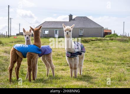 Bowbridge Alpacas enjoying the sun Stock Photo