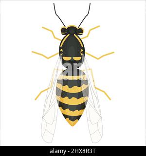 Bright colorful detailed Illustration of wasp in vector design. Graphic realistic insect. Isolated clip art on white background.  Stock Vector
