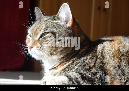 Domestic short haired ten year old female pet tabby cat. Stock Photo