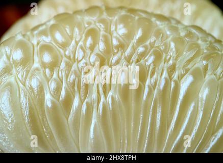 Close-up Mouthwatering Juice Vesicle of Peeled Pomelo Fruit Segment Stock Photo