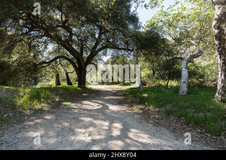 Forested section of Earl Canyon trail near Mt Lukens in the La Canada - Flintridge area of Los Angeles County California. Stock Photo