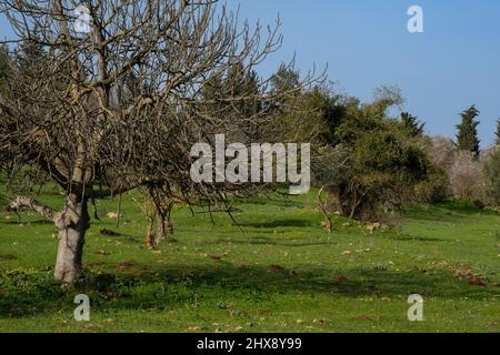 A fallow field in the Judea mountains, near Jerusalem, Israel, with ancient olive, almond and fig trees. Stock Photo