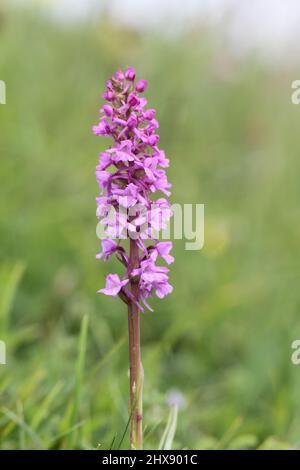 Chalk Fragrant Orchid, Gymnadenia conopsea, Hampshire, England, UK Stock Photo