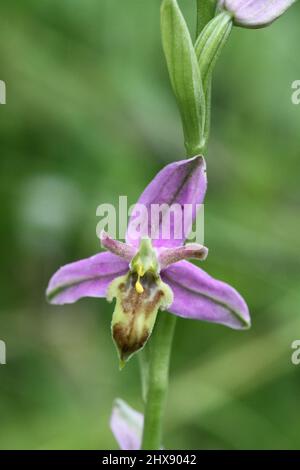 'Wasp Orchid' form of Bee Orchid, Ophrys apifera, var.trollii, Warwickshire, England, UK Stock Photo