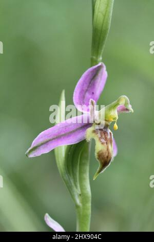 'Wasp Orchid' form of Bee Orchid, Ophrys apifera, var.trollii, Warwickshire, England, UK Stock Photo