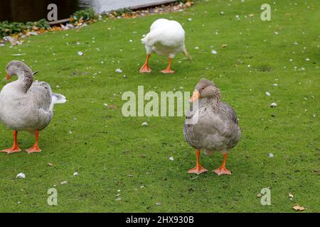 Geese have a moment of rest on the lawn. Stock Photo