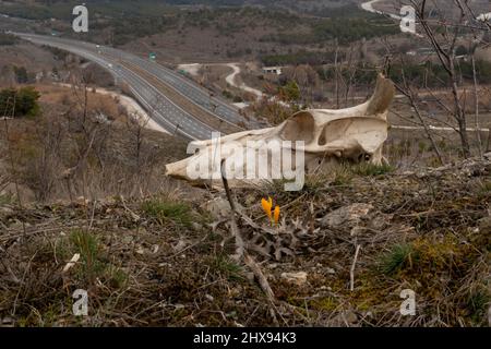 Cow skull bone in pasture. Stock Photo
