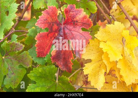 A close-up photograph captures the vibrant colors of autumn leaves on a vine. Stock Photo