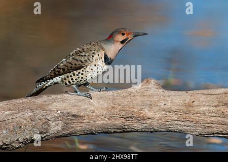 Yellow-shafted flicker Stock Photo