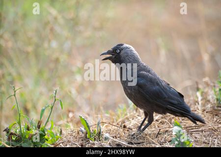 A jackdaw with mouth opened is standing on dry grass, Pskov, Russia Stock Photo