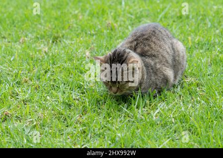 Tabby cat curled up and sleeping with its eyes closed on a green grass lawn Stock Photo