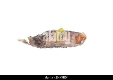 Apple mussel scale or oystershell scale (Lepidosaphes ulmi) Parasitized by a tiny parasitic wasp from Aphelinidae family – Aphytis. Stock Photo