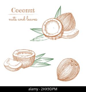 Coconut hand drawn sketch. Whole and half coconuts and palm leaves. Line art vintage style tropical vector food illustration. Stock Vector
