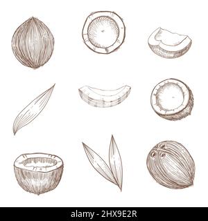 Coconut hand drawn sketch. Whole and half coconuts and palm leaves. Line art vintage style tropical vector food illustration. Stock Vector