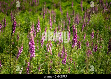 Close up of the beautiful but toxic blossoms of foxglove (Digitalis purpurea) plants, blooming purple and pink Stock Photo