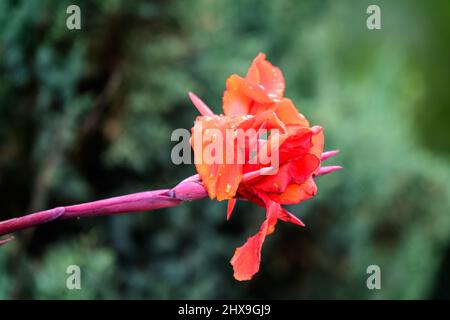 Red flowers of Canna indica, commonly known as Indian shot, African arrowroot, edible canna, purple arrowroot or Sierra Leone arrowroot, in soft focus Stock Photo