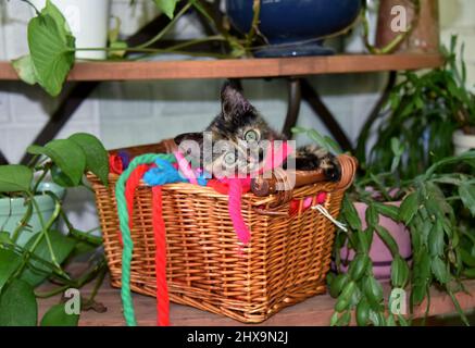 Tiny kitten, wrapped in vintage yarn ribbon, peeks out from her wicker basket.  She is brown and black and basket sits on plant stand. Stock Photo