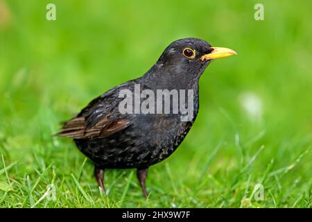 Blackbird. Shot of a single bird outdoors. Stock Photo