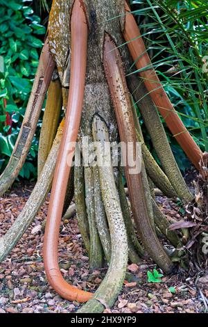 Walking palm roots (Socratea exorrhiza), Minas Gerais, Brazil Stock Photo