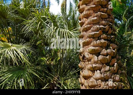 Date palm tree trunk, Minas Gerais, Brazil Stock Photo