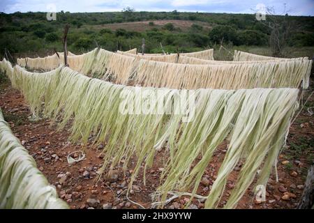 araci, bahia, brazil - march 9, 2022: drying fibers of sisal plant - agavaceae - for rope production in the city of Araci, semi-arid region of Bahia. Stock Photo