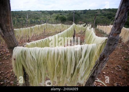 araci, bahia, brazil - march 9, 2022: drying fibers of sisal plant - agavaceae - for rope production in the city of Araci, semi-arid region of Bahia. Stock Photo