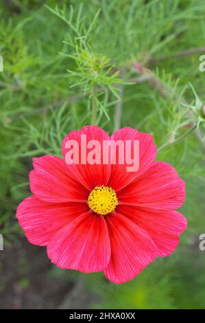 Close up of Carmine Red Cosmos Sonata flower with yellow centre set against background of feathery pinnate leaves.A summer flowering garden annual Stock Photo