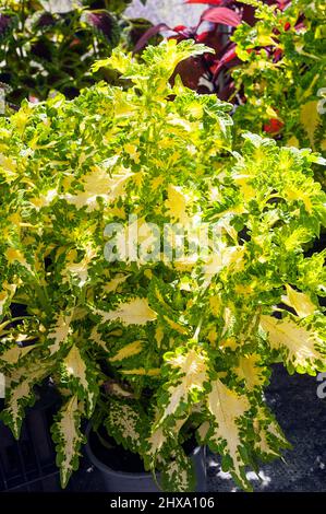 Solenostemon Coleus blumei Wizard Jade with green & yellow leaves a summer flowering bedding or house pot plant that is a frost tender perennial Stock Photo