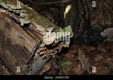 Mushrooms stalk with grey colour on a dead tree timber with foliage background in its environment and habitat surrounding in autumn season. Fungus Stock Photo