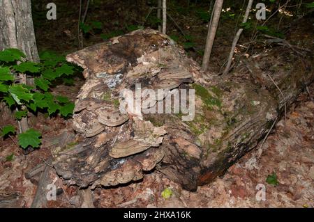 Mushrooms stalk with grey colour on a dead tree timber with foliage background in its environment and habitat surrounding in autumn season. Fungus Stock Photo