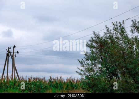 Power line in a corn field against the background of a cloudy sky, old concrete poles. Small birds sitting on wires Stock Photo