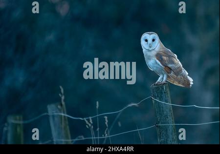 Western barn owl (Tyto alba) perched on a post in the evening, North Norfolk, UK. Beautiful owl portrait.