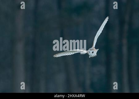 Western barn owl (Tyto alba) flying at dusk. Beautiful UK bird of prey hunting. Stock Photo