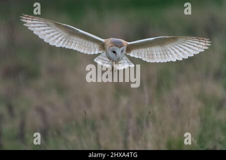 Western barn owl (Tyto alba) flying at dusk. Beautiful UK bird of prey hunting. Stock Photo