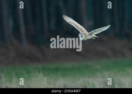 Western barn owl (Tyto alba) flying at dusk. Beautiful UK bird of prey hunting. Stock Photo