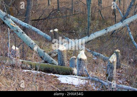 Beaver chewed Aspen trees in forest. The tree trunks were felled by the animals in autumn for a winter food supply. Populus tremuloides Stock Photo