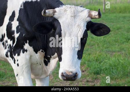 Holstein steer close up, outdoors in a pasture at a farm animal sanctuary, Alberta, Canada. Stock Photo