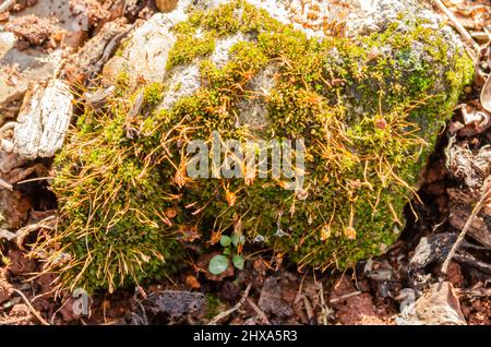 Hypnum Curvifolium Moss Growing on a Stone Stock Photo