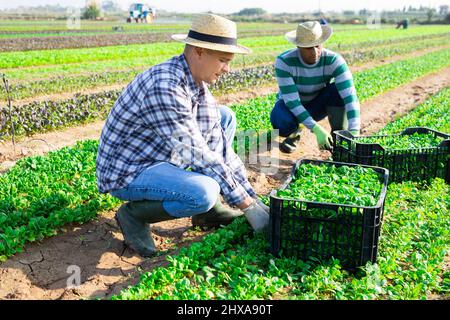 Farm workers picking corn salad on field Stock Photo