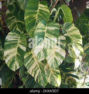 golden pothos white variegation Pothos | Variegated