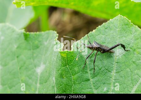 Side Of Leptoglossus Brevirostris (Leaf-footed Bug) On Pumpkin Leaf Stock Photo