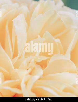 Blurred yellow roses flowers background. Abstract flower backdrop. Macro of pink petals texture, soft dreamy image. Stock Photo