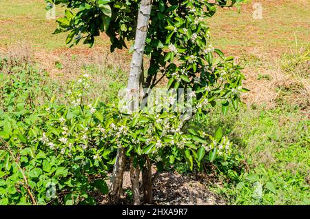 Orange Tree With Blossoms Stock Photo