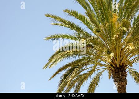 palm tree seen from below Stock Photo